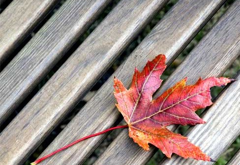 october leaf